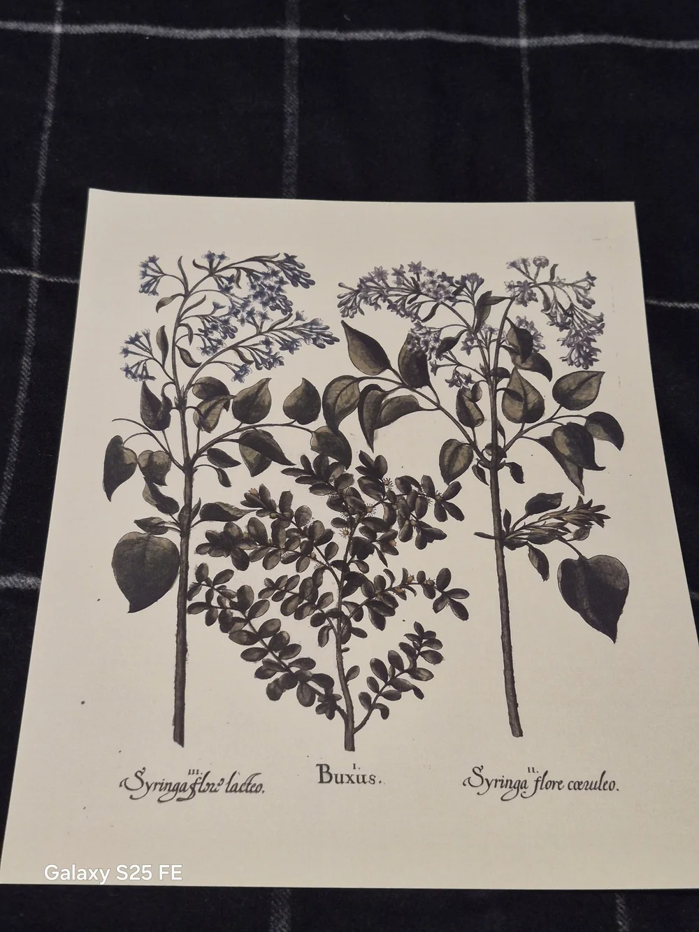 10x8 Basilius Besler Botanical Art Print Hortus Eystettensis Lilac & Boxwood